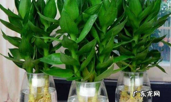 如何养殖富贵竹,富贵竹的养殖方法和注意事项