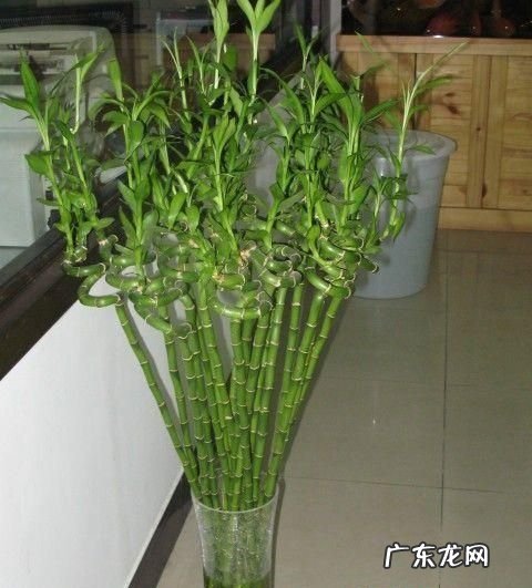 如何养殖富贵竹,富贵竹的养殖方法和注意事项