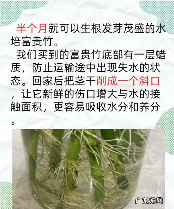 如何养殖富贵竹,富贵竹的养殖方法和注意事项
