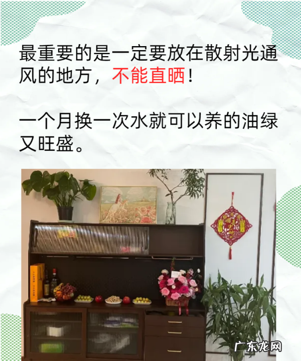 如何养殖富贵竹,富贵竹的养殖方法和注意事项