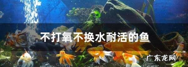 什么鱼不需要氧气,什么鱼不用打氧气又容易养还好看