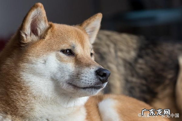 柴犬为什么不能撒手,柴犬是撒手没