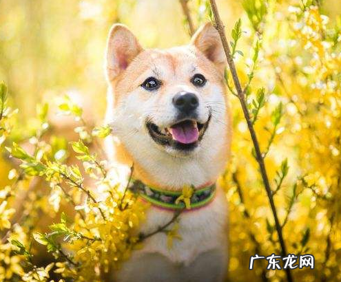 柴犬为什么不能撒手,柴犬是撒手没