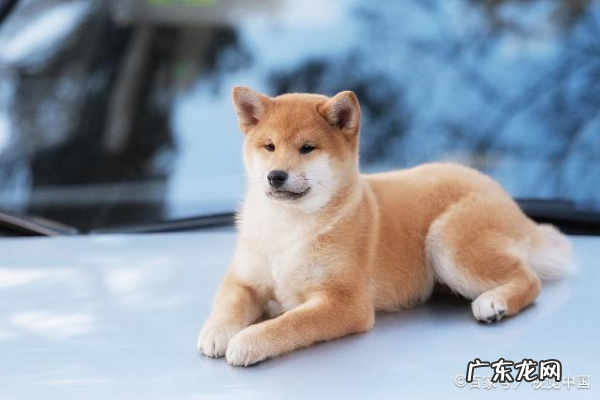柴犬为什么不能撒手,柴犬是撒手没
