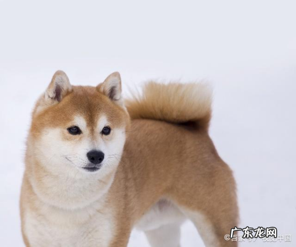 柴犬为什么不能撒手,柴犬是撒手没