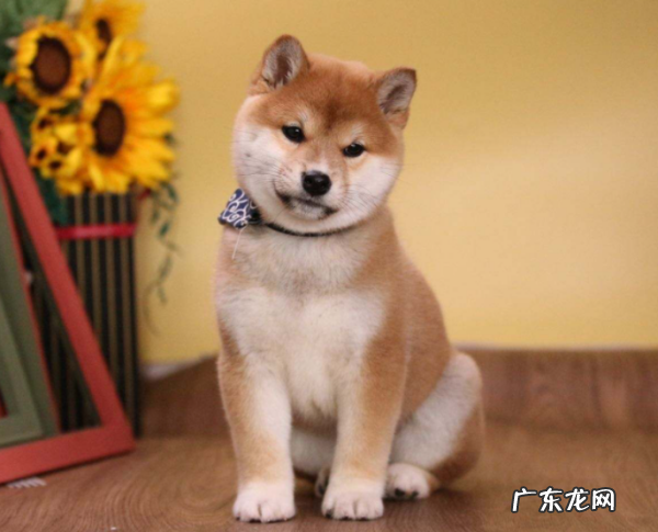 柴犬为什么不能撒手,柴犬是撒手没