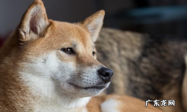 柴犬为什么不能撒手,柴犬是撒手没