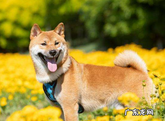 柴犬为什么不能撒手,柴犬是撒手没
