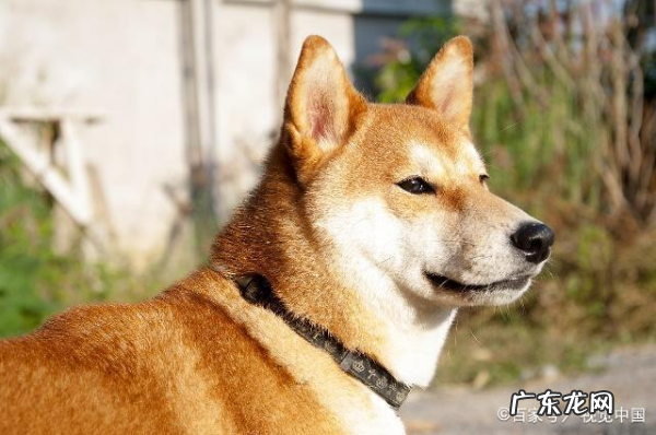 柴犬为什么不能撒手,柴犬是撒手没
