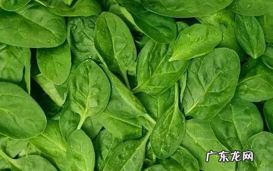 吃菠菜有什么好处,吃菠菜有什么功效和作用