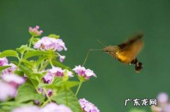 蜂鸟的特点怎么写,蜂鸟有哪些特点为什么他能够克鹰写一写