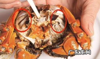 螃蟹黑色膜可以吃,螃蟹里面黑黑的可以吃