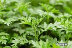 艾柱驱蚊子,艾柱可以熏死蚊子