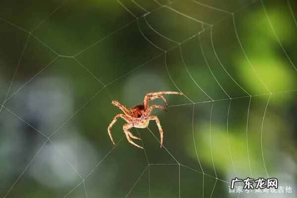 蜘蛛织网的原理,蜘蛛是如何织网的
