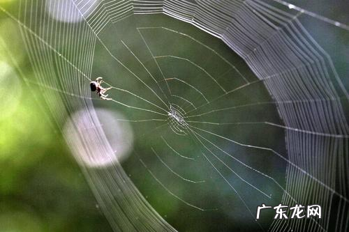 蜘蛛织网的原理,蜘蛛是如何织网的