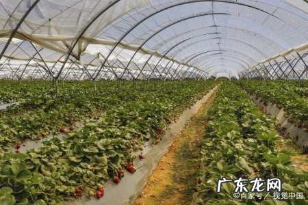盆栽草莓怎么浇水,盆栽草莓怎样管理才能长得好