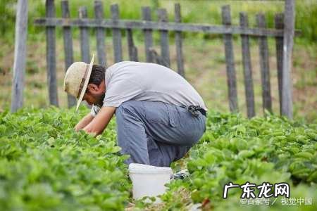 盆栽草莓怎么浇水,盆栽草莓怎样管理才能长得好