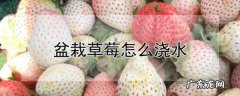 盆栽草莓怎么浇水,盆栽草莓怎样管理才能长得好