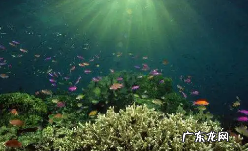 海水中的氧气怎么来的,海中氧气来处 海洋中千千万万的生物需要氧气其氧气从何而来_百度知 ...