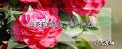 山茶花是什么颜色,茶花是什么颜色的