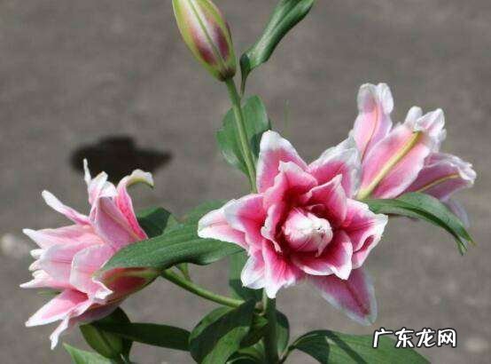 香水百合水培方法,盆栽香水百合的养殖方法和注意事项水培