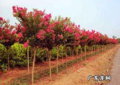 紫薇好养 紫薇养殖技巧,紫薇怎么种植现在这个季节