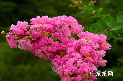 紫薇好养 紫薇养殖技巧,紫薇怎么种植现在这个季节