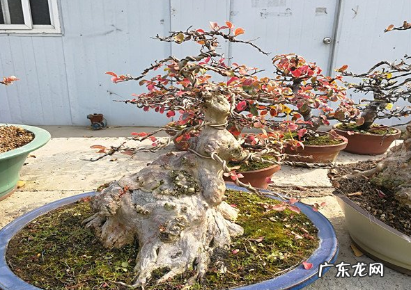 紫薇好养 紫薇养殖技巧,紫薇怎么种植现在这个季节