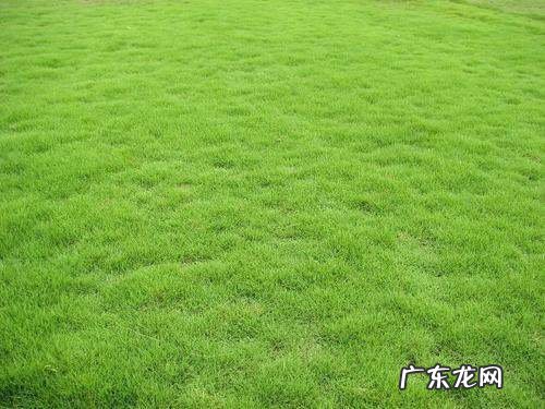 狗牙根草种植方法有哪些,狗牙根播种方法介绍
