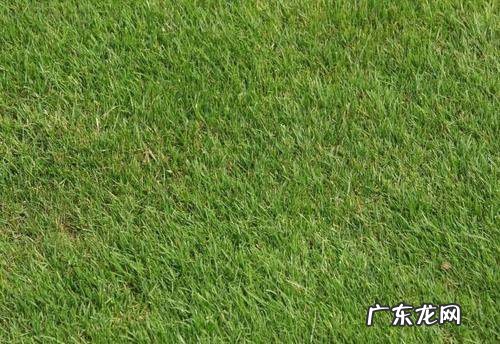 狗牙根草种植方法有哪些,狗牙根播种方法介绍