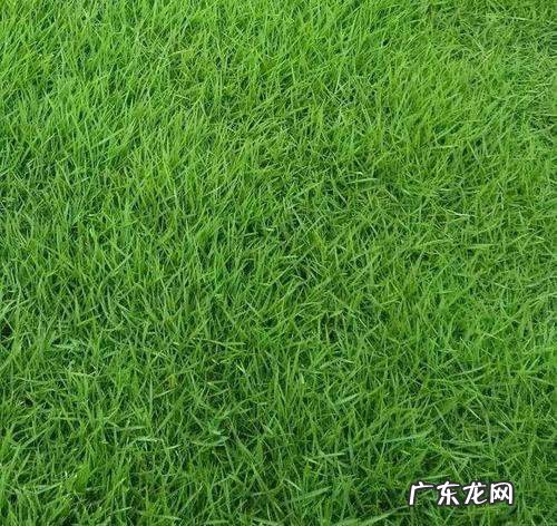 狗牙根草种植方法有哪些,狗牙根播种方法介绍