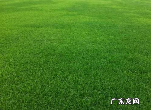 狗牙根草种植方法有哪些,狗牙根播种方法介绍