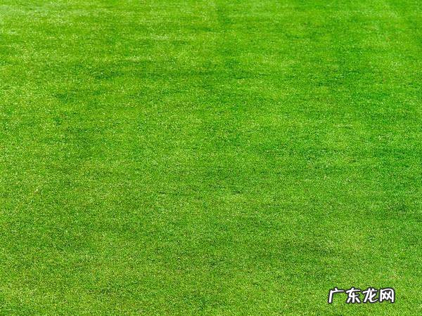 狗牙根草种植方法有哪些,狗牙根播种方法介绍