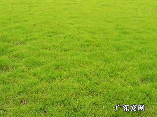 狗牙根草种植方法有哪些,狗牙根播种方法介绍