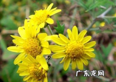 菊花有什么精神与品质,菊花有什么精神与品质的作文