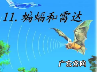 蝙蝠和雷达有什么关系,蝙蝠和雷达有着怎样的联系这种联系告诉人们什么
