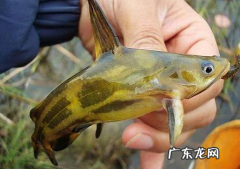 黄颡鱼有什么营养价值,黄颡鱼的营养价值及功效