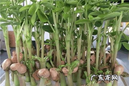 花生出芽了还能吃,发芽的花生可以吃