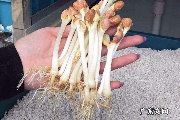 花生出芽了还能吃,发芽的花生可以吃