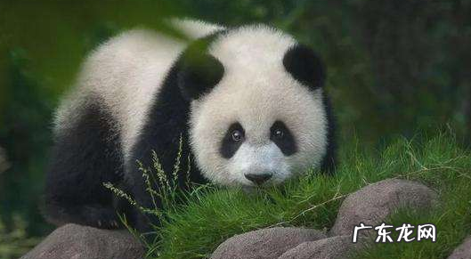 大熊猫爱吃的竹子实际上是什么,大熊猫爱吃的竹子是什么竹子