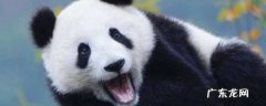 大熊猫爱吃的竹子实际上是什么,大熊猫爱吃的竹子是什么竹子