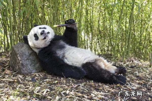 大熊猫爱吃的竹子实际上是什么,大熊猫爱吃的竹子是什么竹子