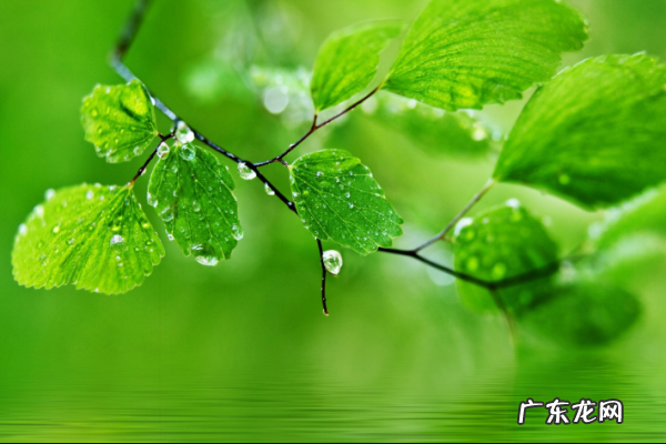 关于绿色好听的句子,写绿色的优美句子00字