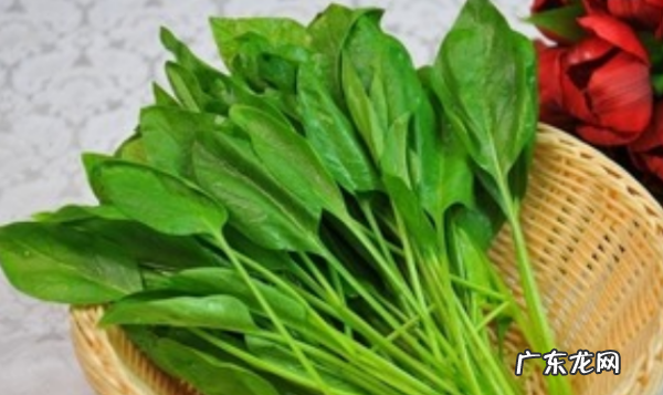 吃菠菜要注意些什么,吃菠菜要注意什么事项