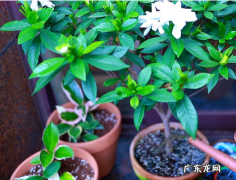 栀子花 浇多少水,栀子花浇水的正确方法