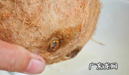 如何找到椰子上的软孔,椰子孔在哪个位置图示