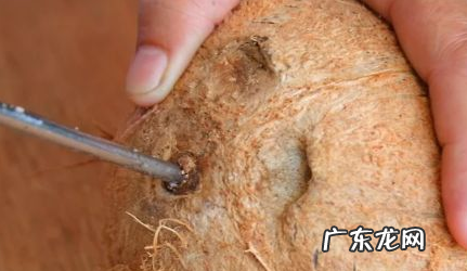 如何找到椰子上的软孔,椰子孔在哪个位置图示