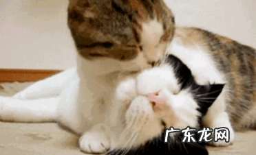 prpr是什么动漫,prpr是什么意思