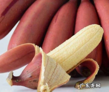 佳农的香蕉是哪国的,佳农和都乐香蕉区别