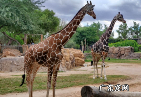 长颈鹿属于鹿类是否正确,长颈鹿属于鹿类这种说法是